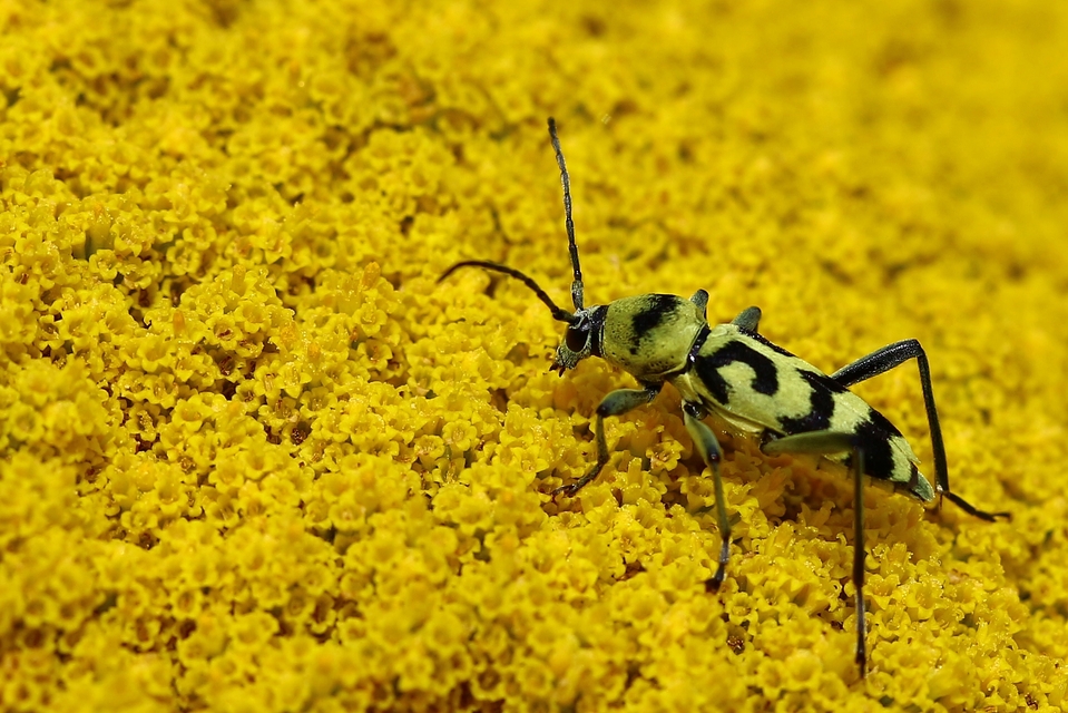 Chlorophorus varius - díszes darázscincér