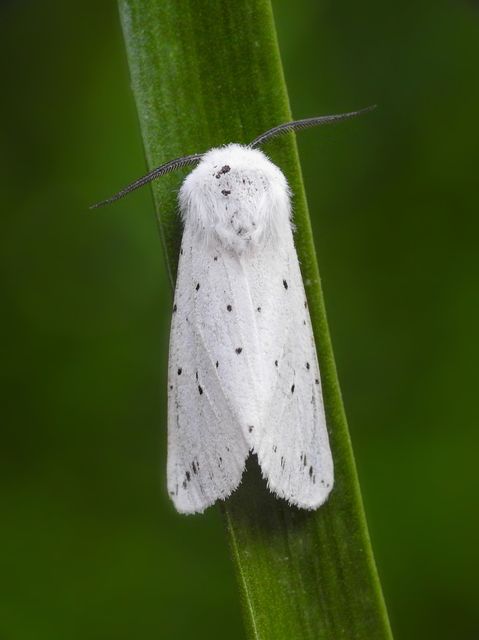 Spilosoma lubricipedum/urticae