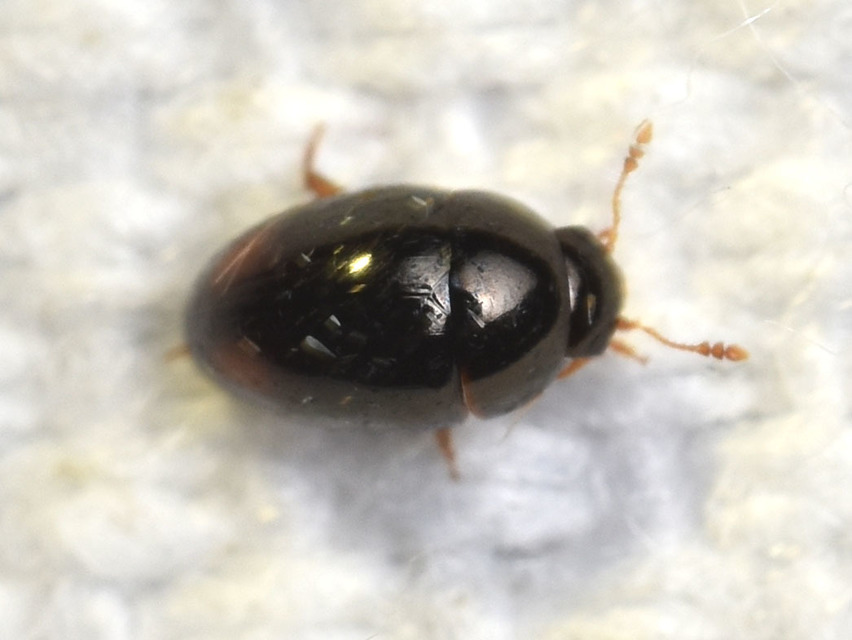 Phalacridae - kalászbogárfélék Phalacridae - kalászbogárfélék