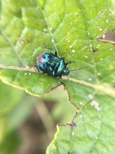 Zicrona caerulea - acélkék poloska Zicrona caerulea - acélkék poloska