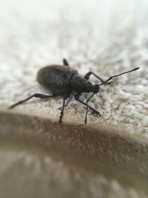 Dodecastichus mastix - lécesorrú gyalogormányos