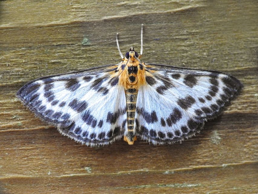 Anania hortulata - tarka csalánmoly