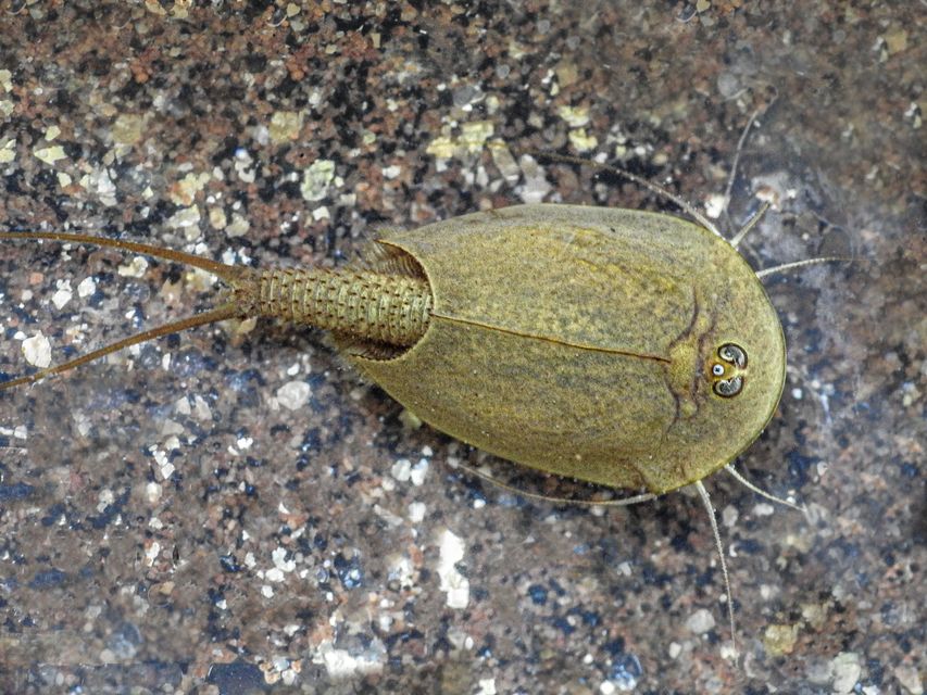 Triops cancriformis - nyári pajzsosrák