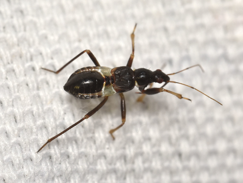 Himacerus