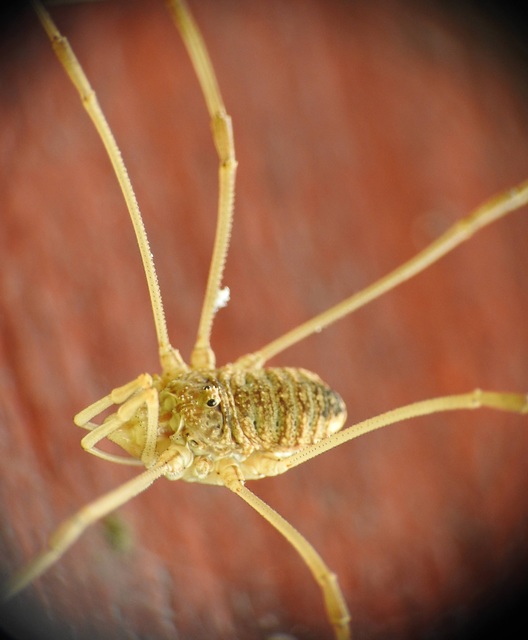 Opiliones - Kaszáspókok