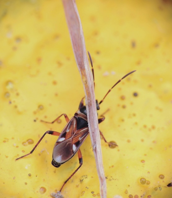 Raglius alboacuminatus - tarka díszesbodobács