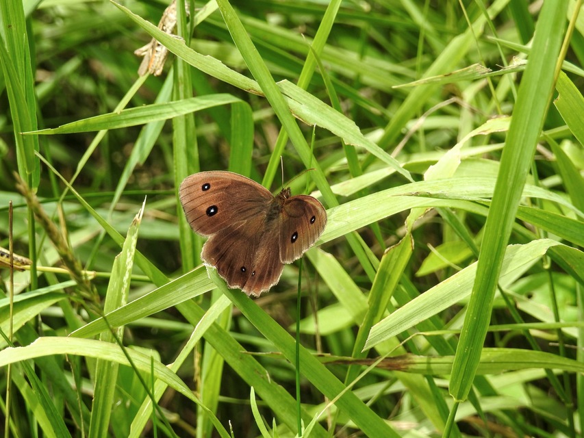 Minois dryas - fekete szemeslepke Minois dryas - fekete szemeslepke