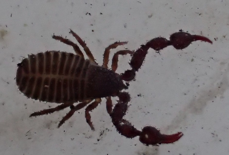 Pseudoscorpionida - Álskorpiók