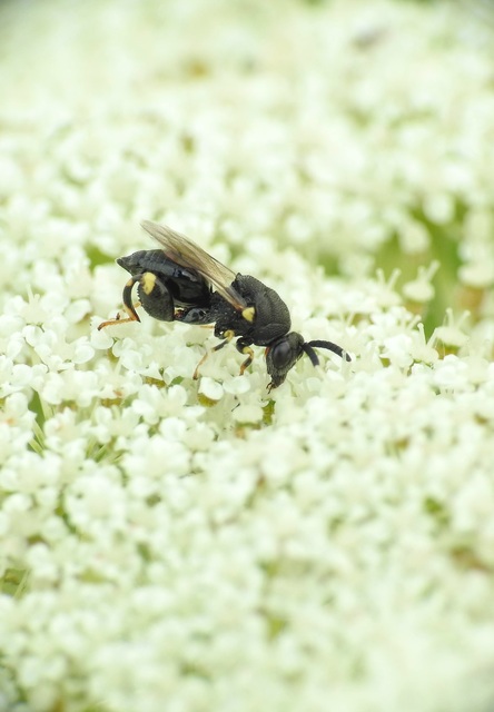 Brachymeria