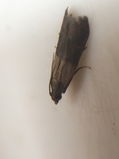 Plodia interpunctella - aszalványmoly