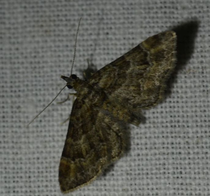 Gymnoscelis rufifasciata - vöröscsíkos törpearaszoló