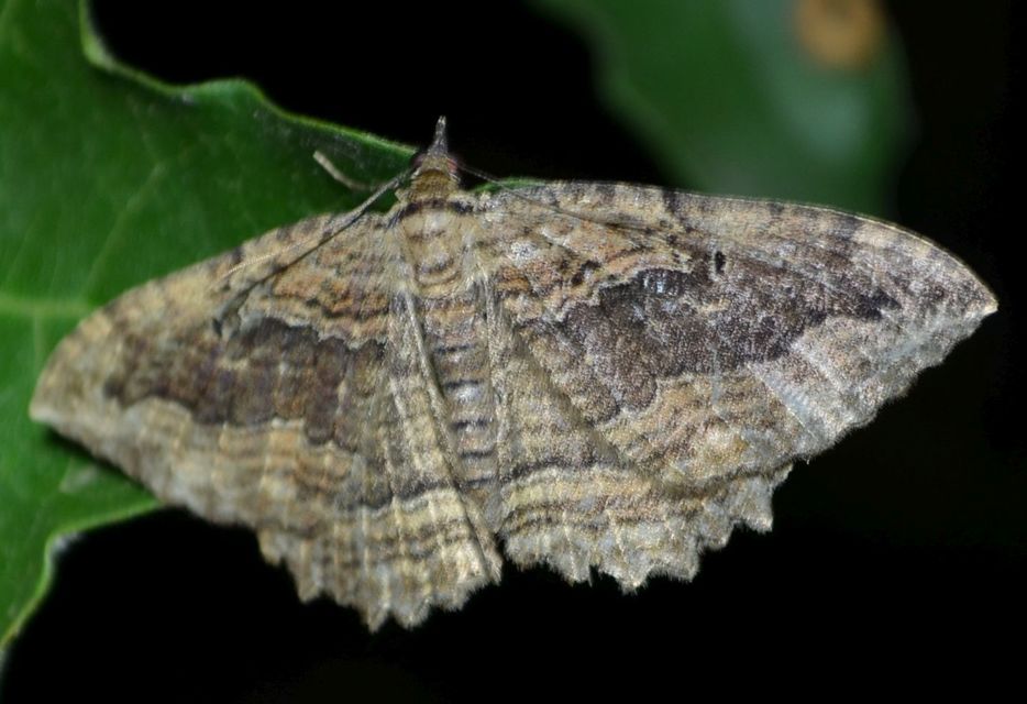 Philereme transversata - varjútövis-araszoló