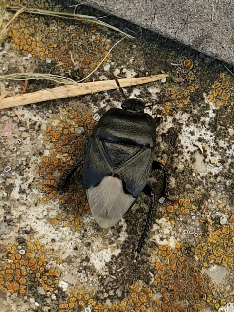 Cydnus aterrimus - nagy földipoloska