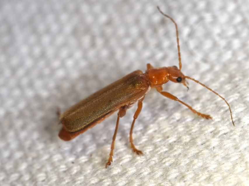 Cantharis rufa - rőt lágybogár