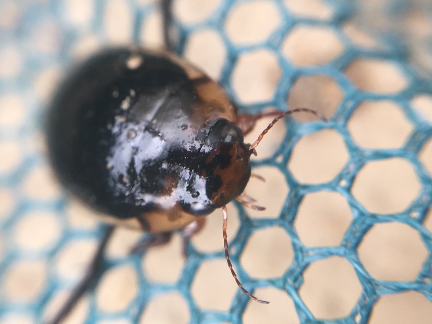 Hydaticus seminiger - fekete mocsáricsíkbogár