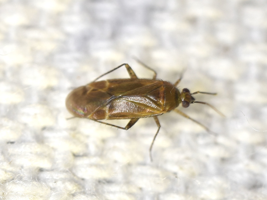 Plagiognathus chrysanthemi - fakó törpepoloska Plagiognathus chrysanthemi - fakó törpepoloska
