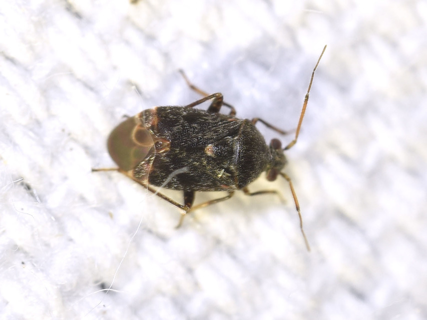 Charagochilus gyllenhalii - kis cigány-mezeipoloska