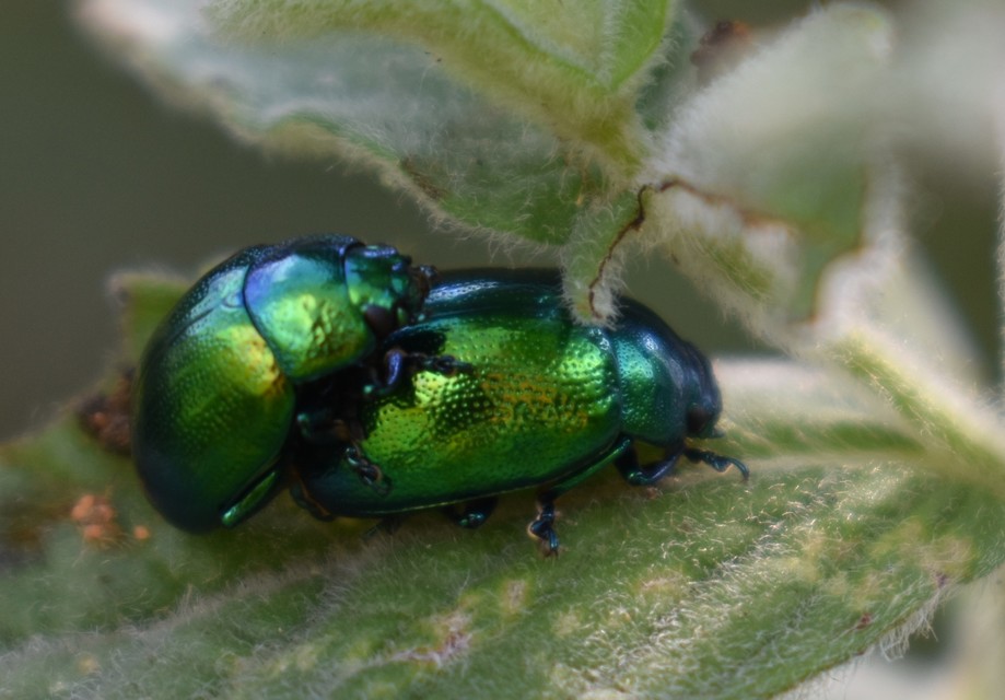 Chrysolina herbacea - zöld mentalevelész