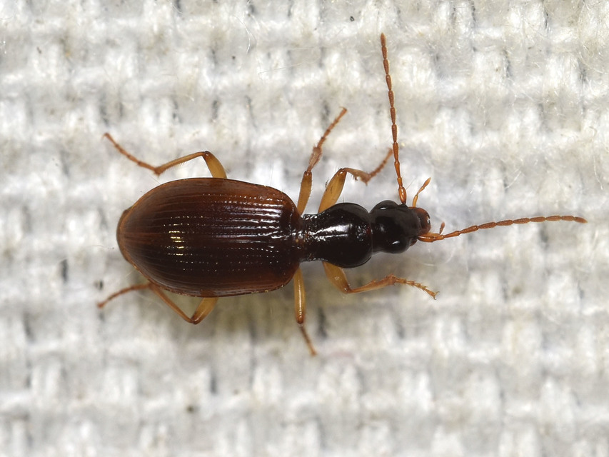 Oxypselaphus obscurus - barnás kisfutó