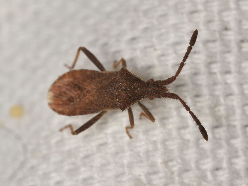 Coriomeris