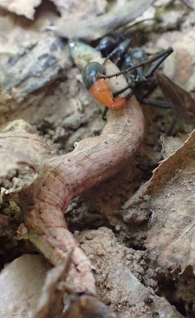 Ammophila