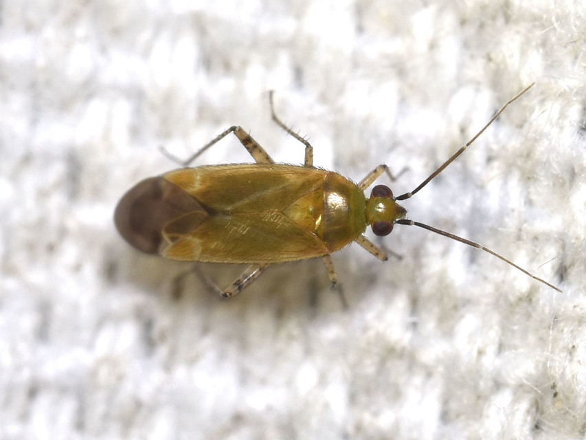 Plagiognathus chrysanthemi - fakó törpepoloska Plagiognathus chrysanthemi - fakó törpepoloska