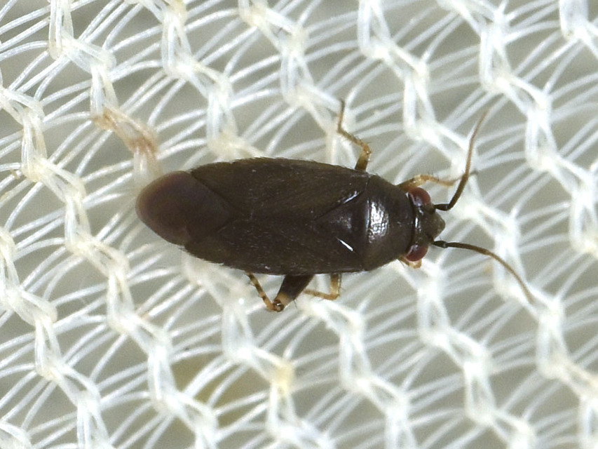 Chlamydatus pullus - sötétszürke törpepoloska