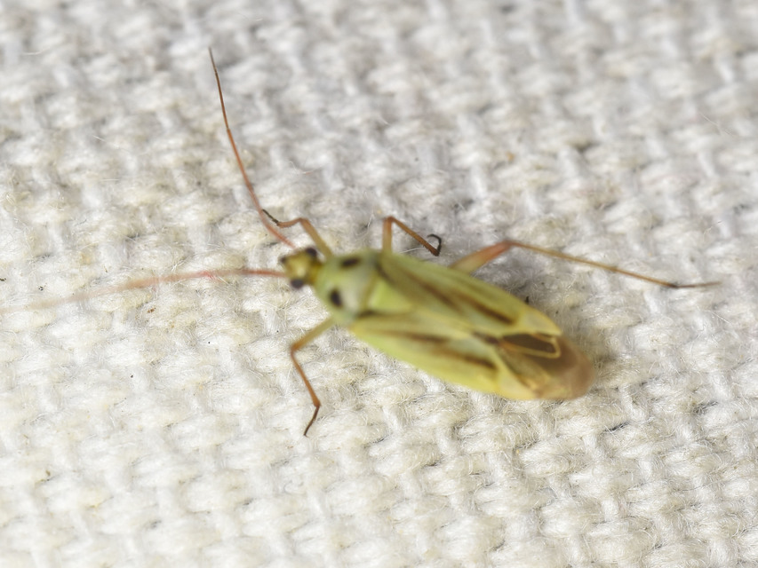 Stenotus binotatus - kétfoltos mezeipoloska