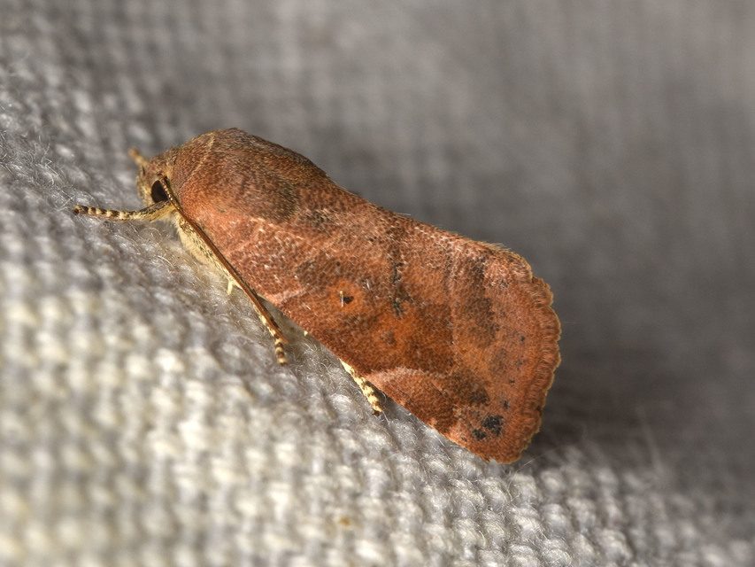 Cosmia affinis - barna lombbagoly