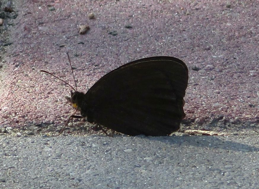 Minois dryas - fekete szemeslepke Minois dryas - fekete szemeslepke