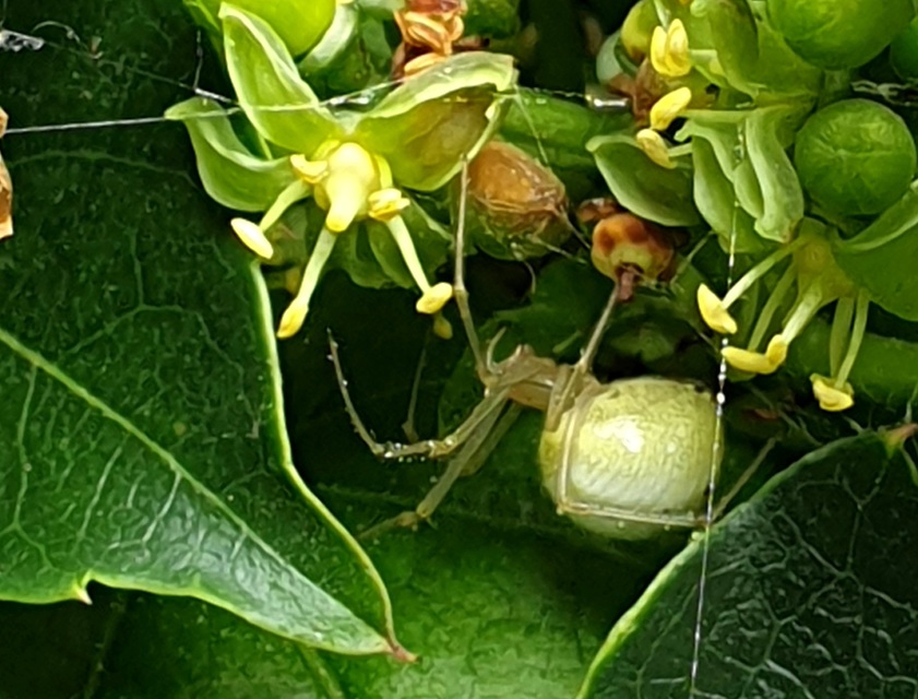 Enoplognatha ovata/latimana