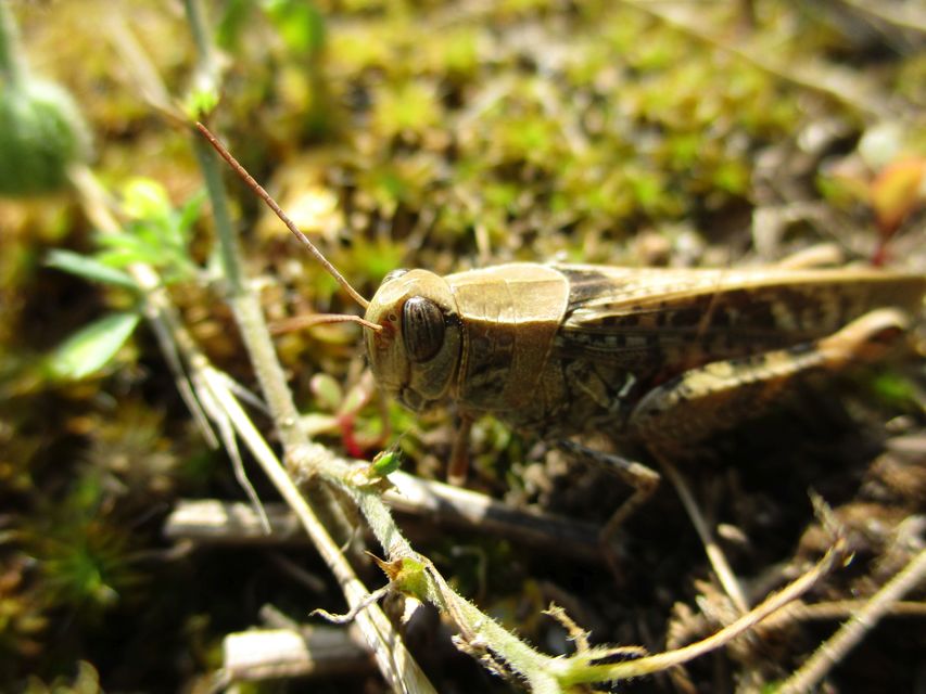 Calliptamus italicus - olaszsáska