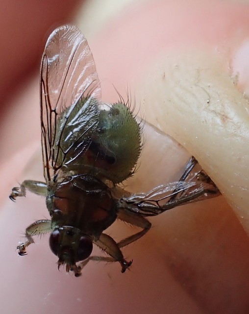 Ornithomyia avicularia - madár-kullancslégy
