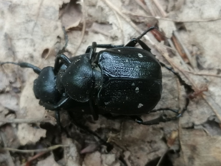 Gnorimus variabilis - nyolcpettyes virágbogár