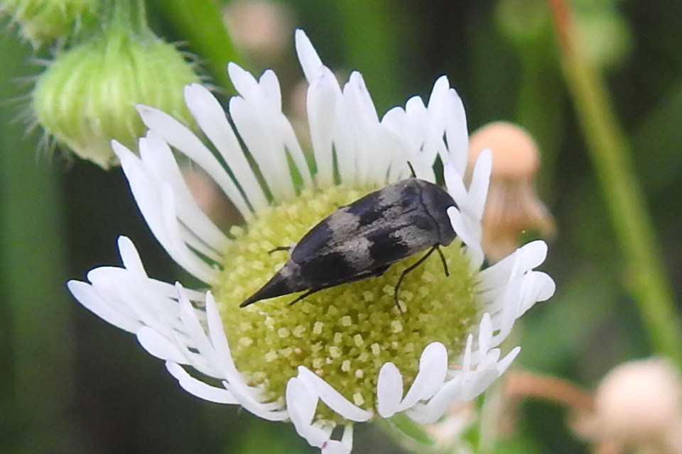 Variimorda villosa - szalagos maróka