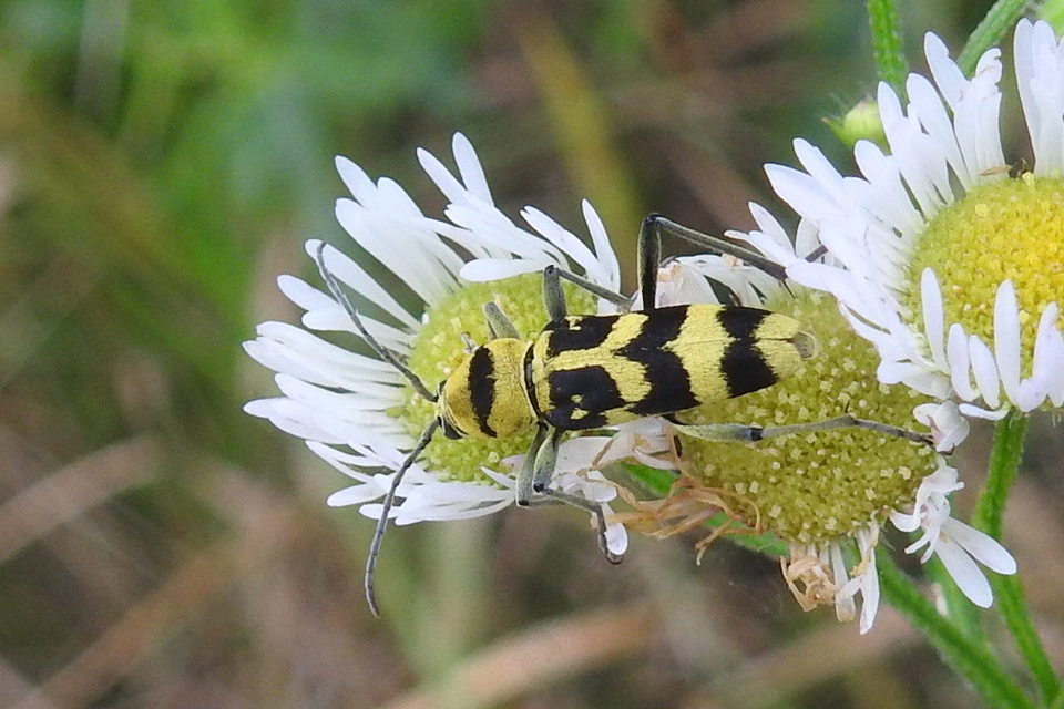 Chlorophorus varius - díszes darázscincér