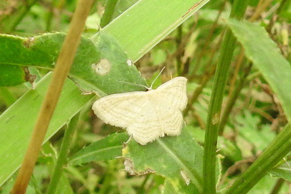 Scopula virgulata - vesszős sávosaraszoló