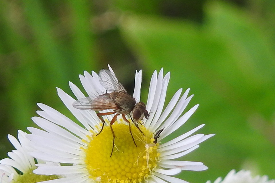 Peribaea