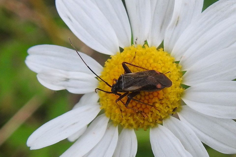 Adelphocoris seticornis - szegélyes mezeipoloska