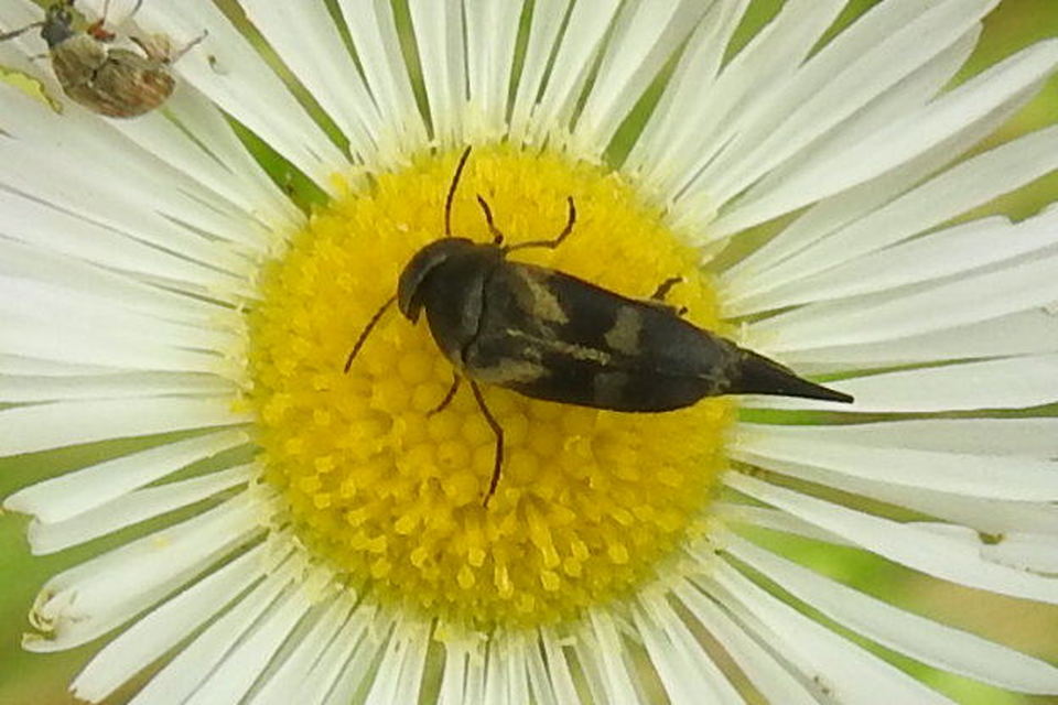 Variimorda villosa - szalagos maróka