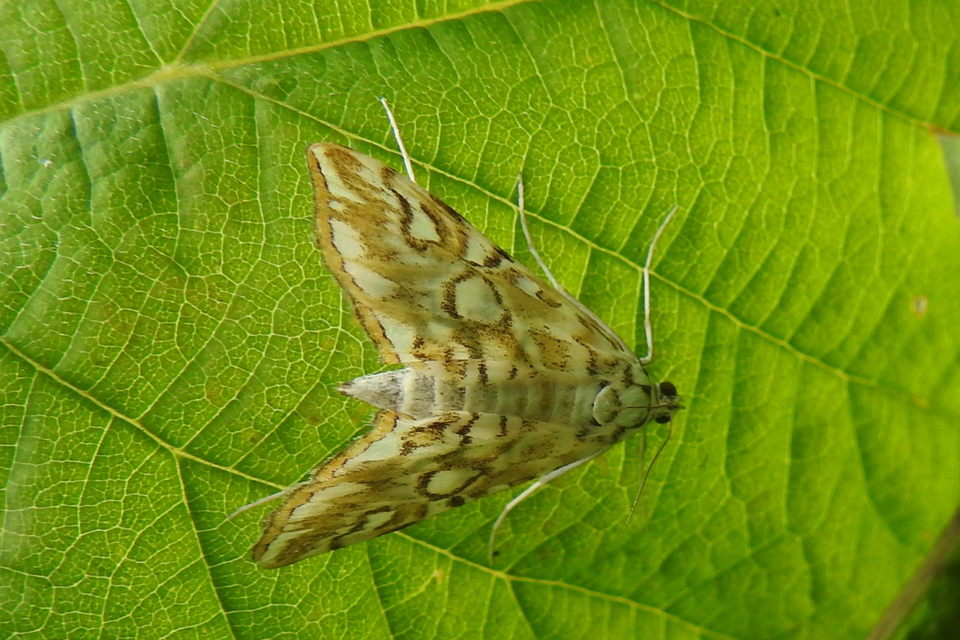 Elophila nymphaeata - tarka vízimoly