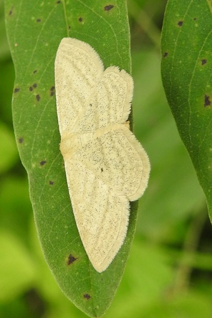 Scopula virgulata - vesszős sávosaraszoló