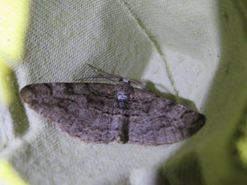 Alcis repandata - foltos faaraszoló Alcis repandata - foltos faaraszoló