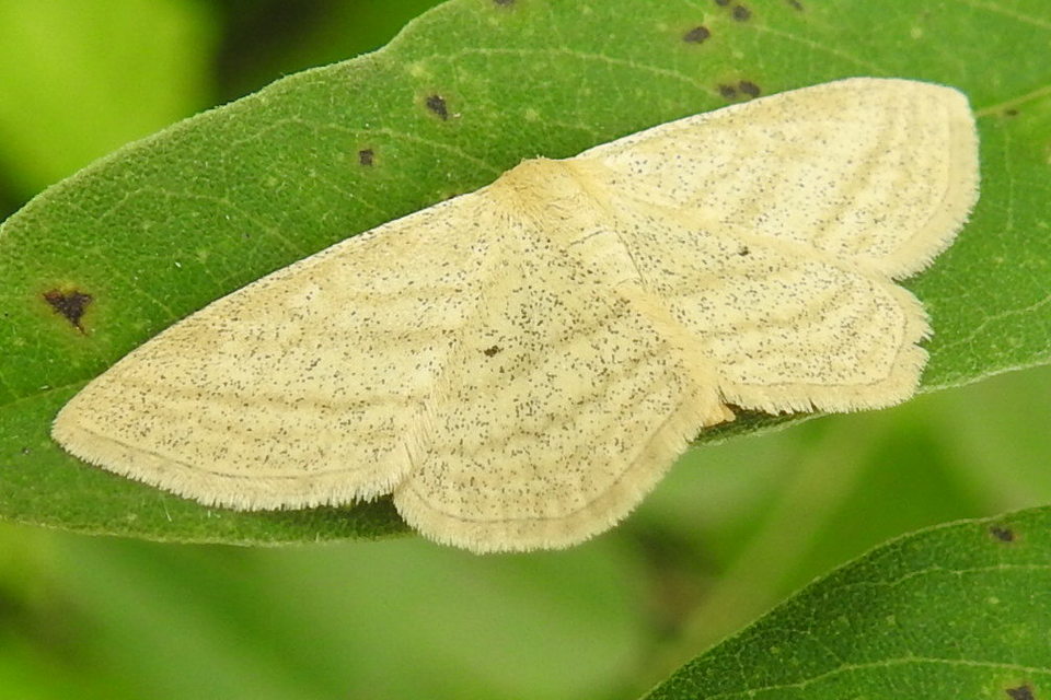Scopula virgulata - vesszős sávosaraszoló