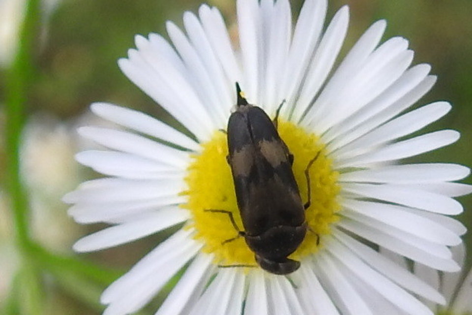Variimorda villosa - szalagos maróka