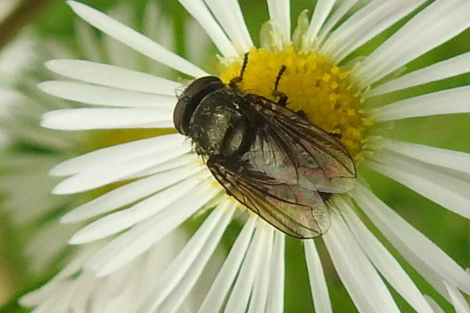 Pollenia