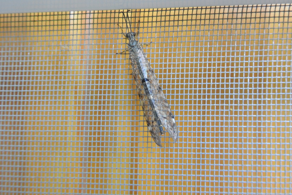 Distoleon tetragrammicus - négyfoltos hangyaleső