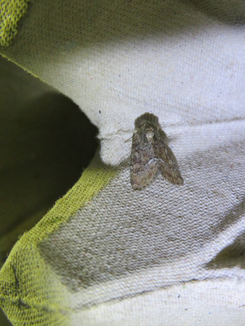 Oligia strigilis/latruncula/versicolor