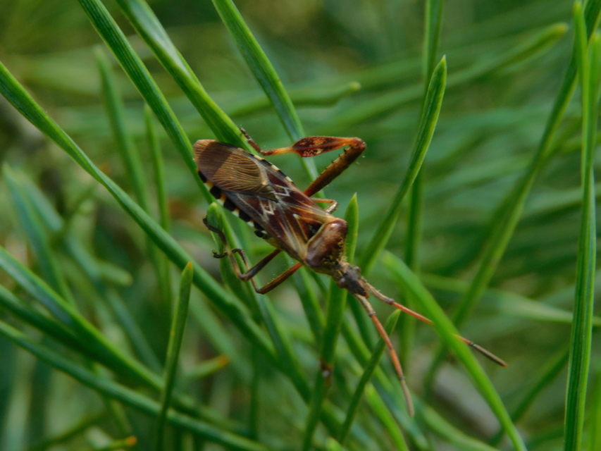 Leptoglossus occidentalis - nyugati levéllábú poloska