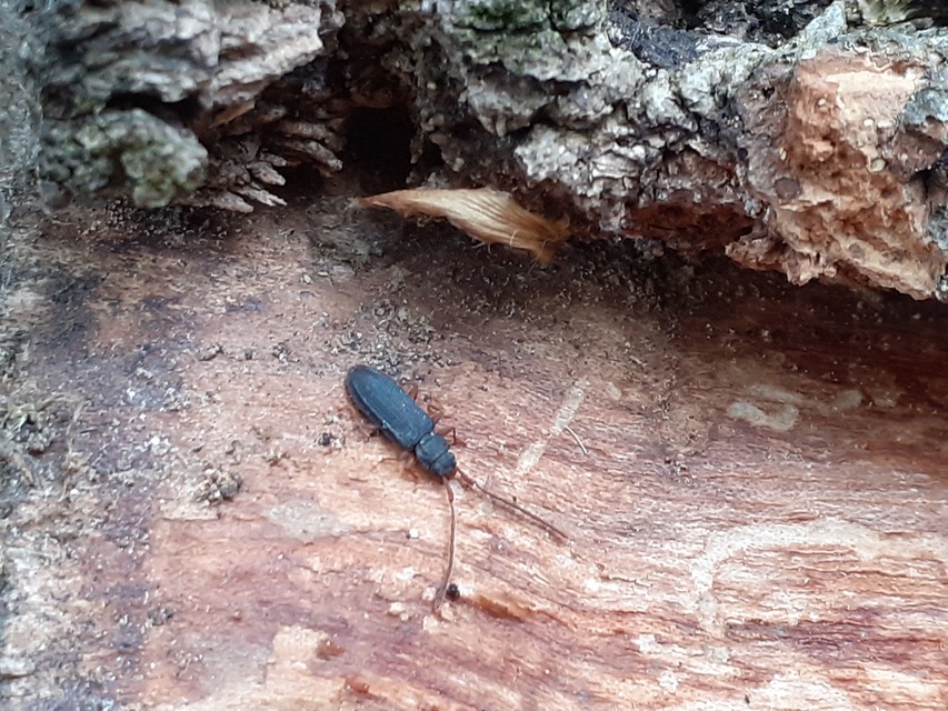 Uleiota planatus - hosszúcsápú fogasnyakú-lapbogár